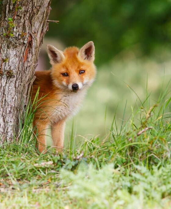 Red. Fluffy. Potentially unironed - Animals, Fox, The photo