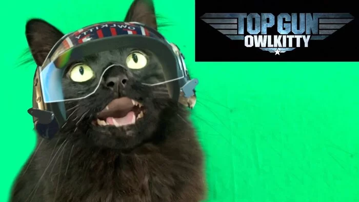 Reply to the post Top gun cat - Top Gun, Owlkitty, Trailer, Computer graphics, cat, Video, Behind the scenes, Without translation, Reply to post