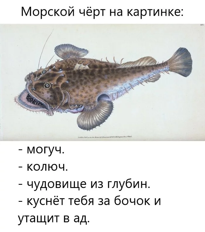 Monkfish on the avatar and in life - My, Strange humor, Picture with text, A fish, Monkfish