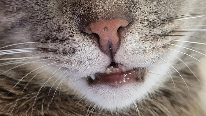 Sweet Dreams - My, cat, Relaxation, Pets, Video, Dream