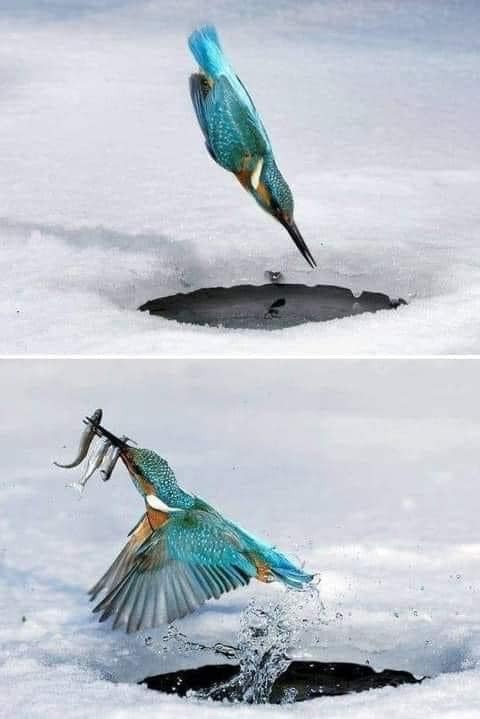 lucky angler - Kingfisher, Birds, A fish, River, Ice, Hole, Hunting, The photo