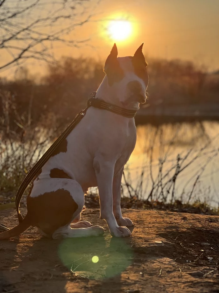 sunset dog - My, Dog, Amstaff, Sunset, Longpost, The photo