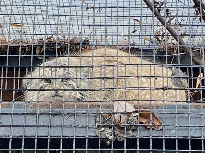 Children in a cage - The photo, Pallas' cat, Pet the cat, Cell, Zoo, Small cats