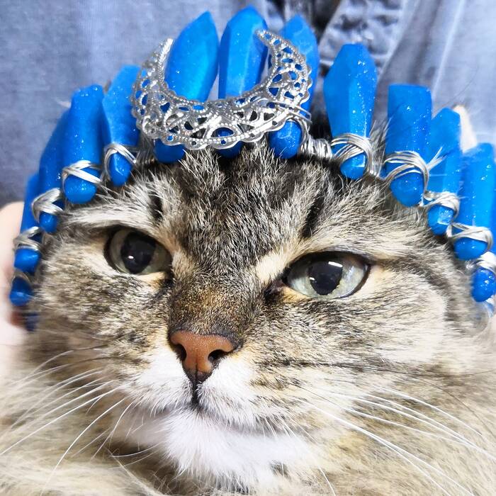 Her Majesty Masilina - My, cat, Diadem