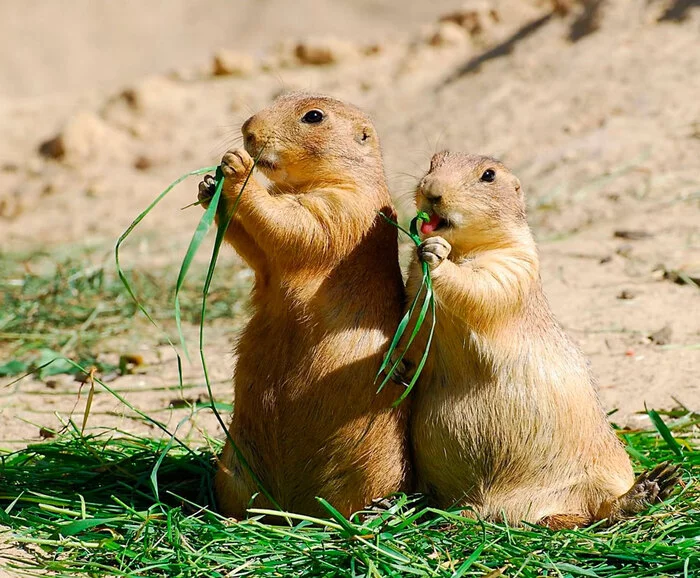 Prairie dogs are serial killers - Animals, Wild animals, Prairie dogs, Killer, Longpost