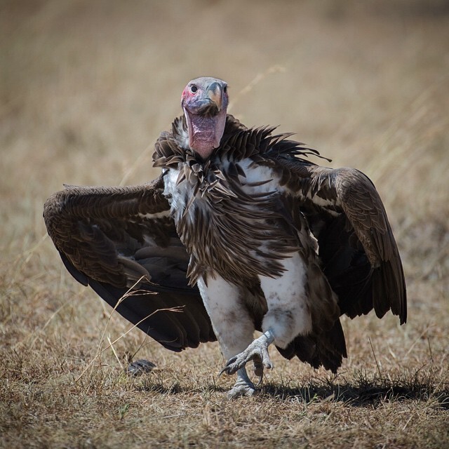 Looking for food - Vulture, Predator birds, Birds, Animals, Wild animals, Nature, Africa, The photo