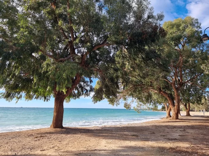 Eucalyptus trees by the sea - The photo, Landscape, Autumn, Mediterranean Sea, Eucalyptus, Beach