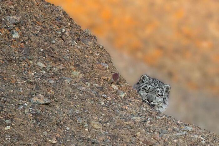 Ku-ku! - Snow Leopard, Rare view, Big cats, Predatory animals, Mammals, Animals, Wild animals, wildlife, Nature, Mongolia, The photo, Young