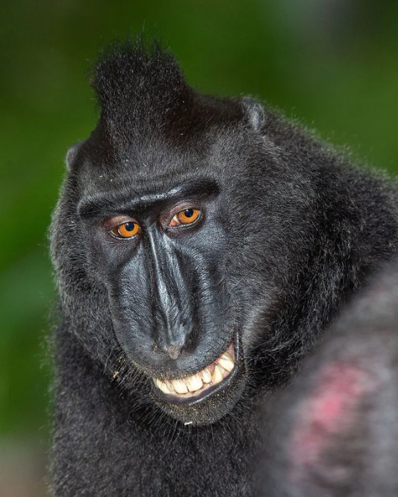 Celebes crested macaque - Hey, Humor, Memes