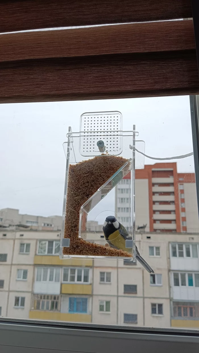 Reply to the post Slow-motion tit - My, Birds, Vertical video, Tit, Video, Mobile photography, Reply to post, Longpost