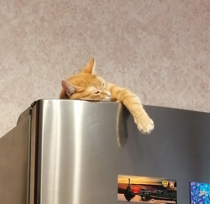 100 out of 100 - My, cat, Redheads, Paws, Friend, Refrigerator, Dream, Shakira