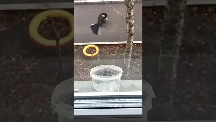 Reply to the post Slow-motion tit - My, Birds, Video, Vertical video, Youtube, Tit