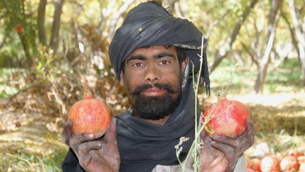 Afghanistan has launched the export of pomegranates to Russia - Afghanistan, Taliban, Russia, Media and press, Trade, Garnet