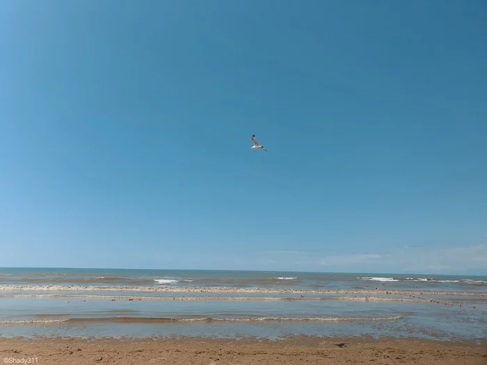 Seagull over the sea - My, Samsung Galaxy Note 10, The photo, Seagulls, Shore, Sea