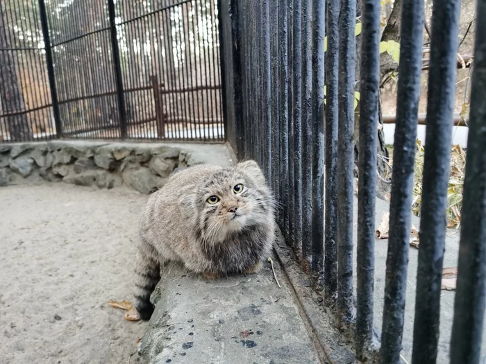 Do you stroke manuls? No, I'm just showing. Beautiful... - My, Pallas' cat, Pet the cat, Mobile photography, Cat family