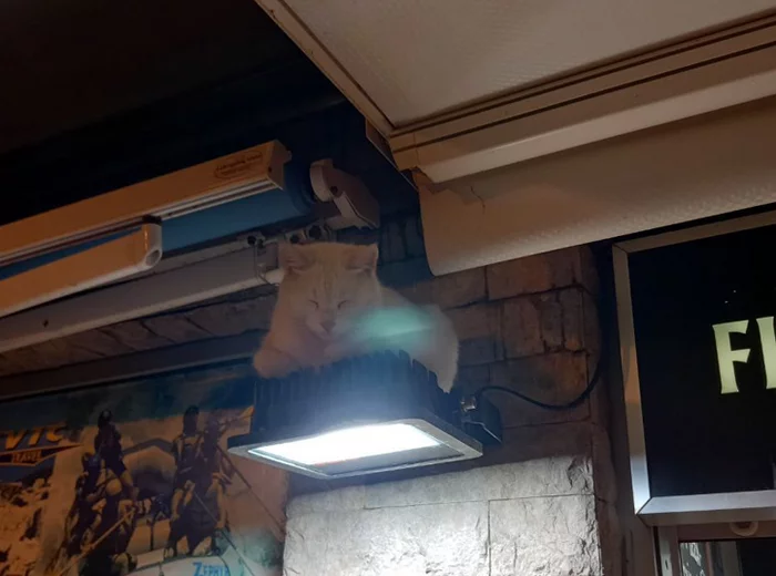 cat lamp - cat, Лампа