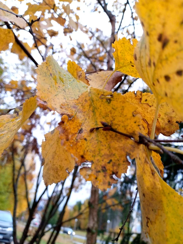 On the wave - My, The photo, Autumn, Quality, Карелия, Nature, Telephone, Longpost, Autumn leaves, Mushrooms