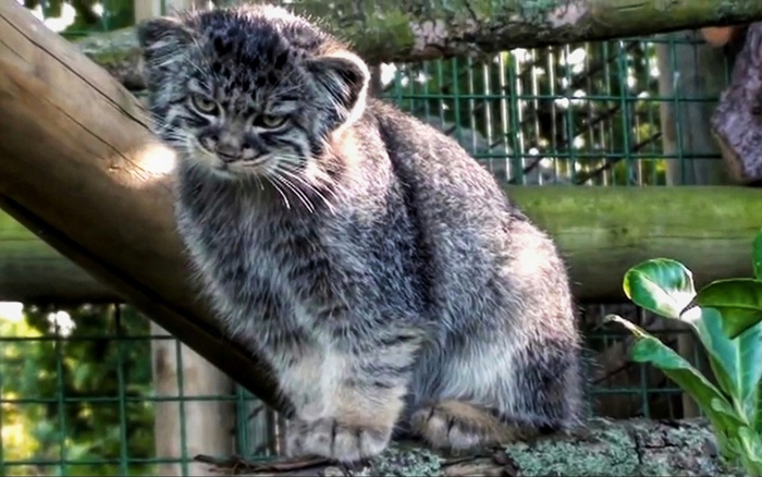 Что оценивает манулёнок?