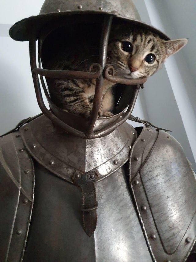 Whichknight - cat, Armor, Knights