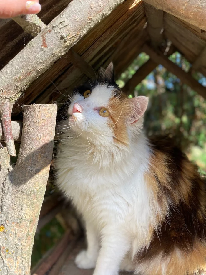 Robber - My, Tricolor cat, cat, Summer, Images