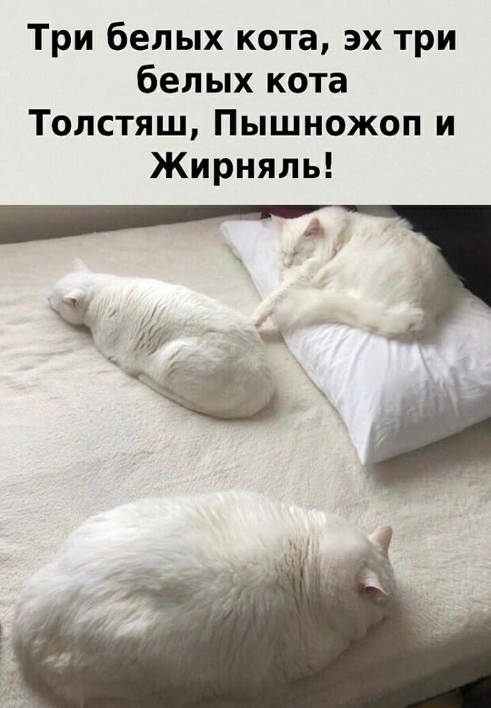 Три белых кота лежат на диване Мемы, Кот, Диван, Домашние животные, Картинка с текстом, Ожирение, Толстые котики