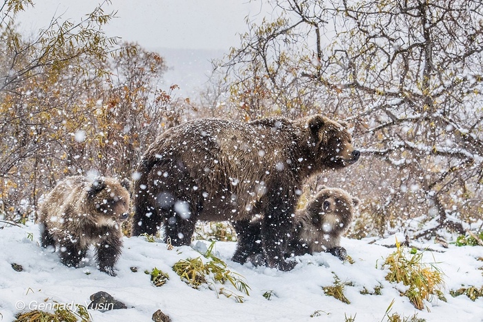 Зима близко. А не пора ли нам баиньки?