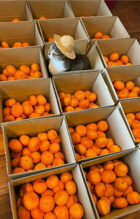 ������������ ����