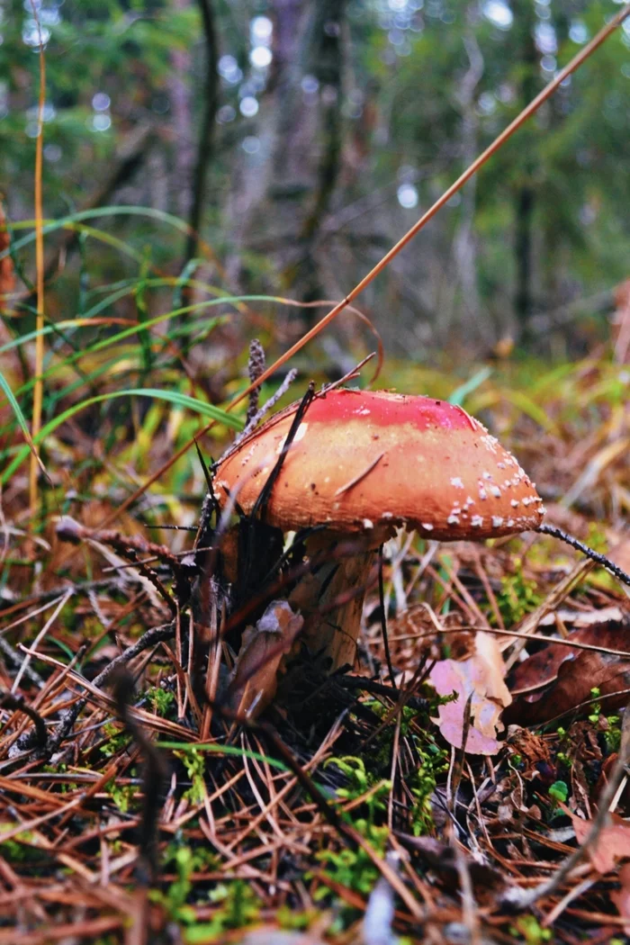 fly agaric - My, Fly agaric, The photo, Nikon