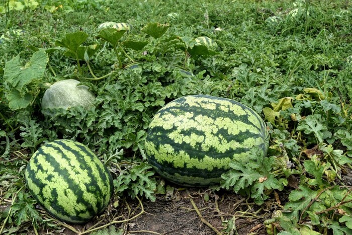 Конец Левки Демченко