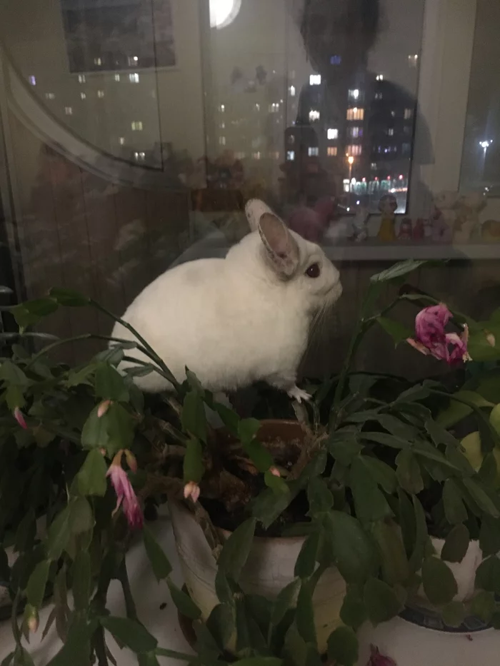 Frisky white animal - My, Chinchilla, Pets, Flowers, Cosiness, Milota