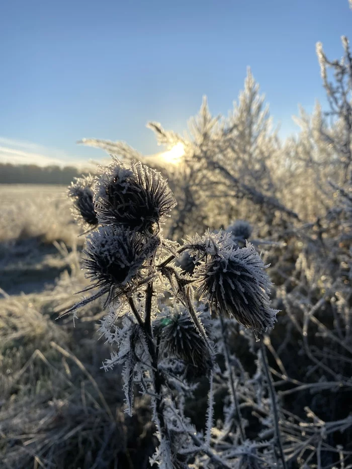 Morning, November - My, Frost, Morning, The photo