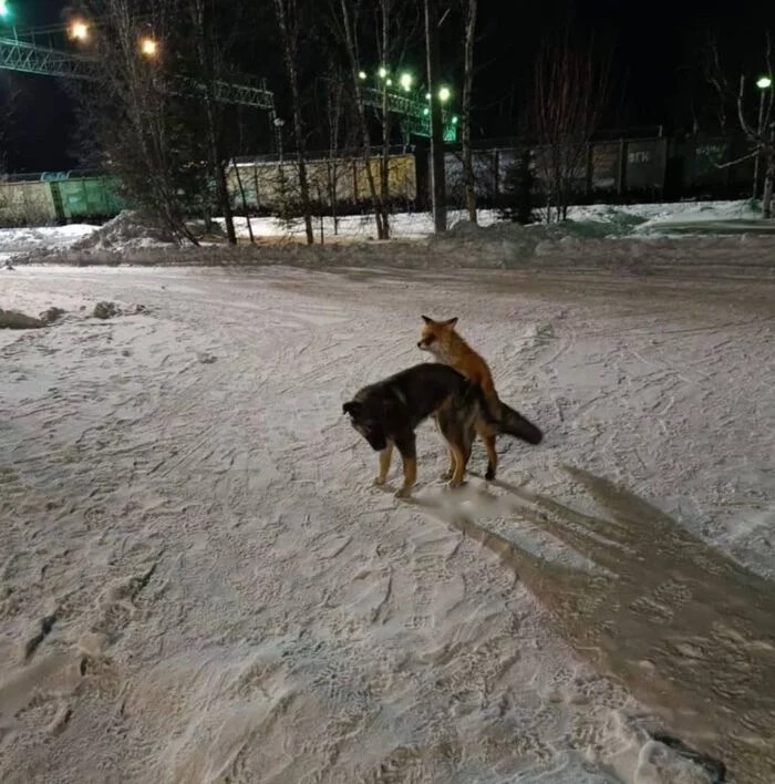 В жизни так бывает... - Собака, Лиса