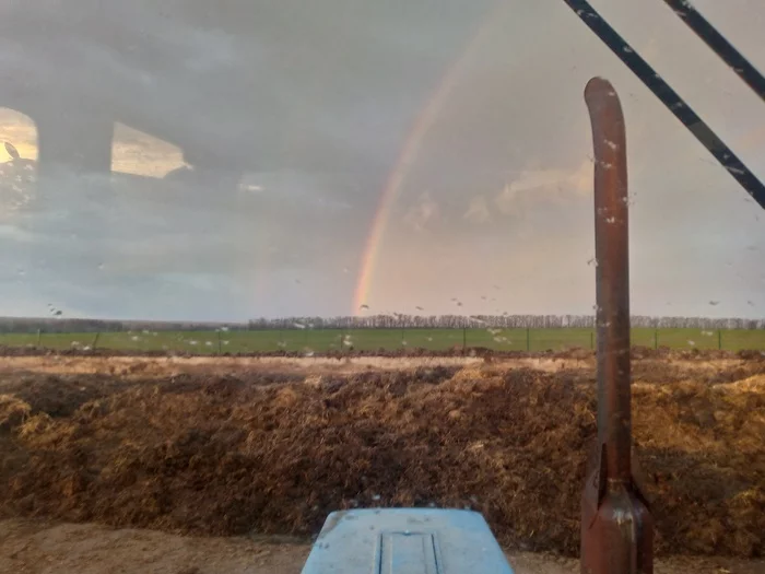 Cows, Tractor, Dung and Rainbow - My, Сельское хозяйство, Tractor, Farm, Cow, Rainbow, Manure, Production, Longpost