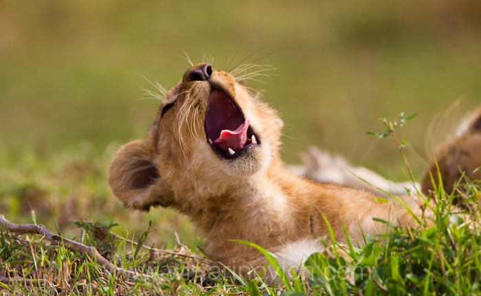 Зевающие львы — новая ступень изучения поведения человека. Шок, без смс, скачать, кликбейт Лев, Зевота, Поведение, Социальное, Психология, Биология, Длиннопост, Дикие животные