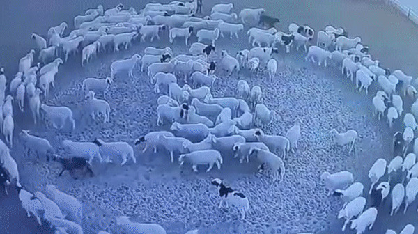 В Китае стадо овец ходит по кругу без перерыва уже 12 дней Овцы, Круг, Аномалия, Интересное, Гифка, Повтор