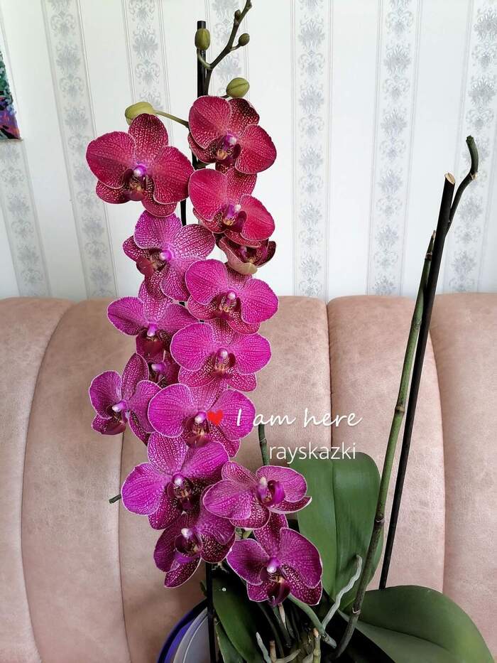 Кимоно Орхидеи, Фаленопсис, Комнатные растения, Длиннопост