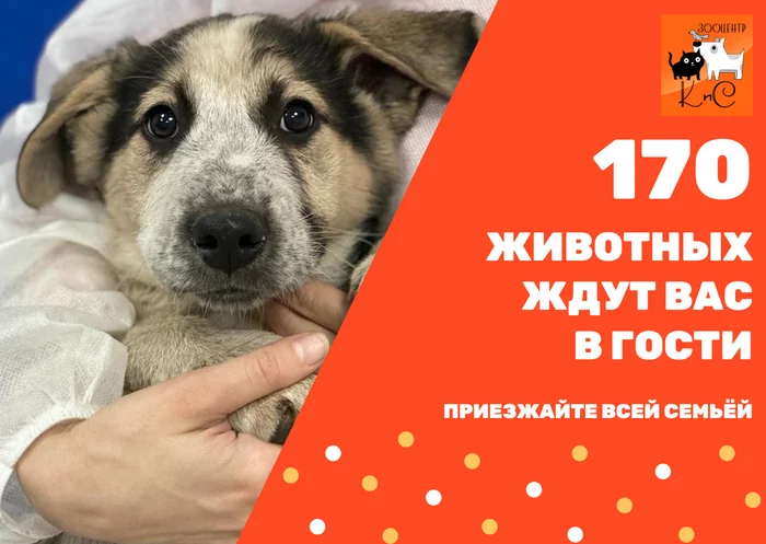 Oh, how we are waiting! - My, Moscow, In good hands, Homeless animals, cat, Volunteering, Overexposure, Help, Helping animals, Animal Rescue, Pets, Milota, Fluffy, Dog show, Cat Show, Homemade, Moscow region, No rating, Weekend