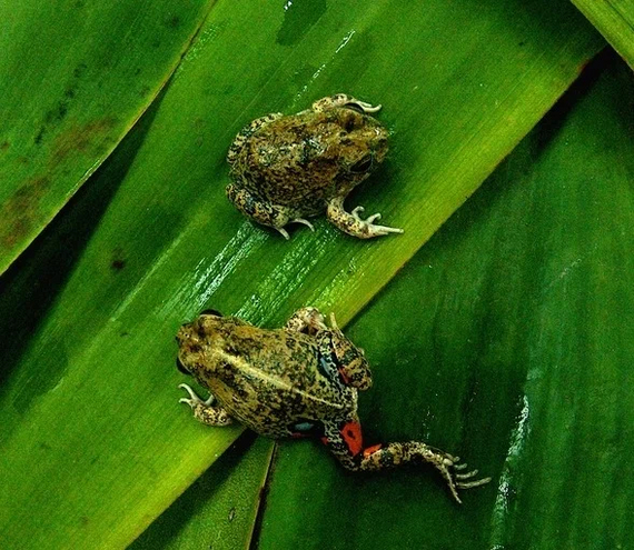 Colombian four-eyed frog: Double bottom trap. Predators take spots for eyes, but in reality they are poisonous glands! - Frogs, Animal book, Yandex Zen, Amphibian, Longpost