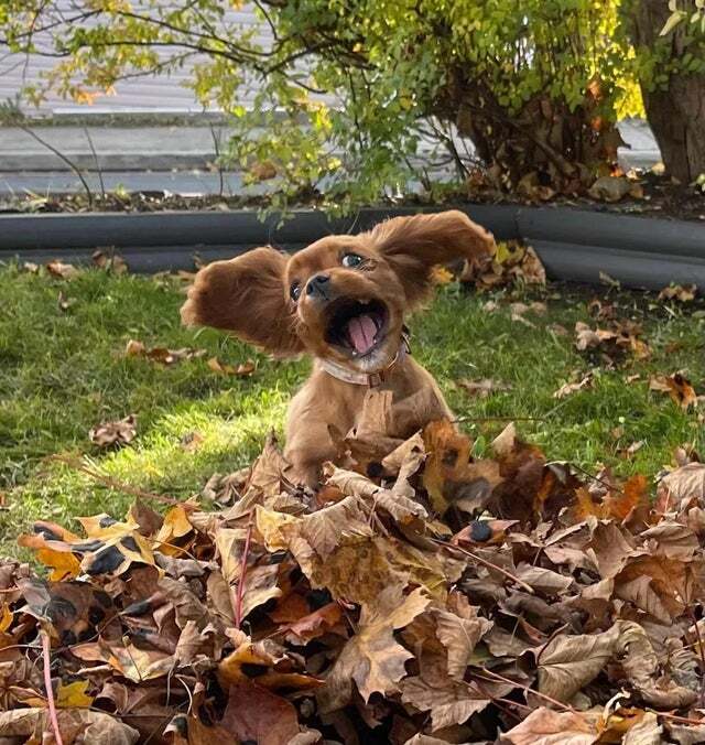 Cheerful dog - Dog, Smile, The photo, Leaves