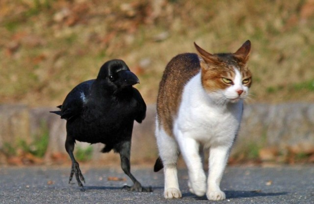 A crow and a cat were sitting on a bench... - Author's story, Prose, Story, I cried, Longpost