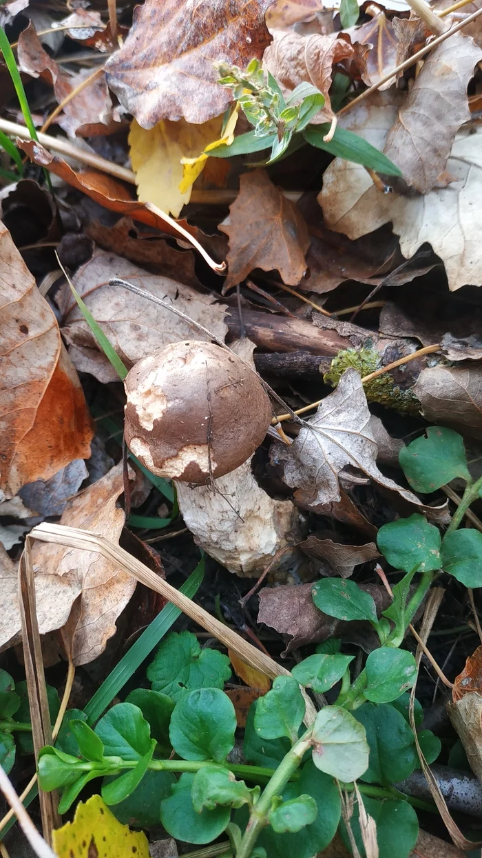 Last mushrooms of November - My, Mushrooms, Kuban River, Longpost
