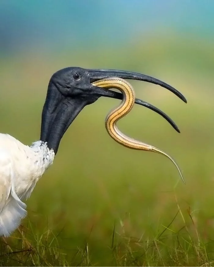 The birds are eating - Birds, Animals, Wild animals, wildlife, Nature, The photo, Mining, Insects, Snake, Frogs, Longpost