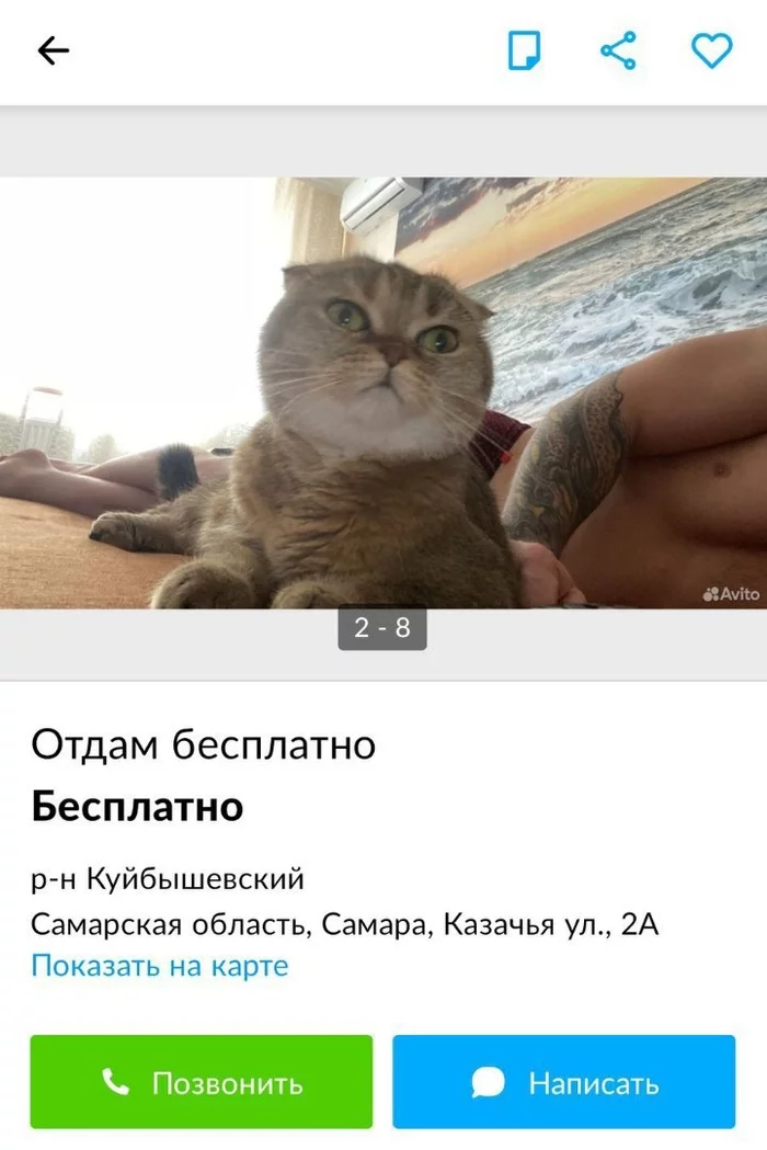 uhh, cats - Announcement, cat, Avito, Advertising on Peekaboo, In contact with