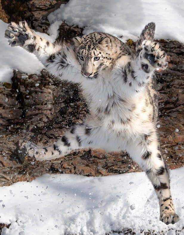 Catch me man! - Snow Leopard, Predatory animals, Big cats, Winter, The photo