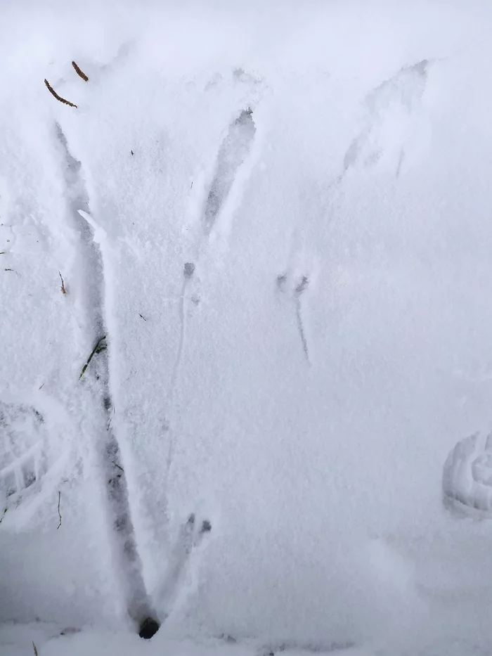 Mice - My, Winter, Snow, Mouse, Footprints, Ural