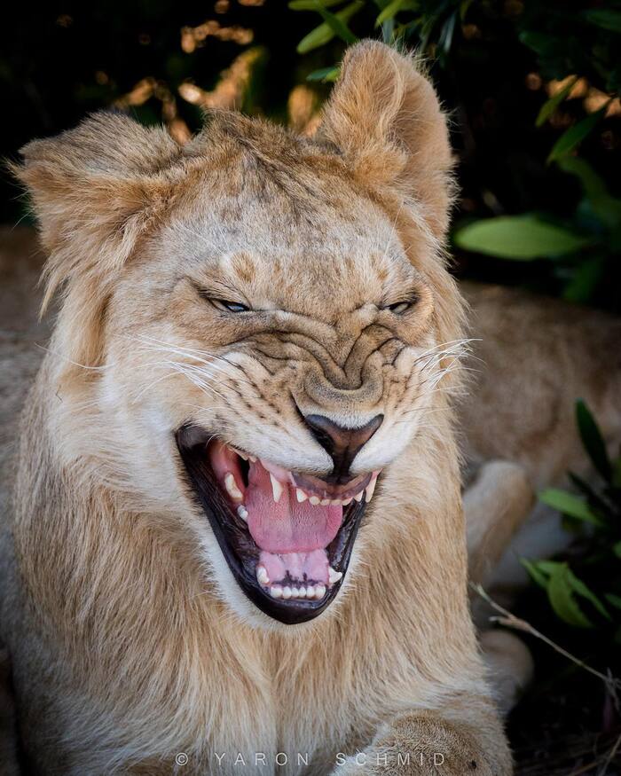 От улыбки хмурый день светлей