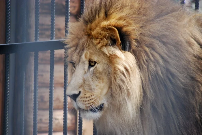 Lyovushka - My, The photo, Menagerie, King of beasts, a lion, Portrait, Sight, Mood, Big cats, Krasnoyarsk