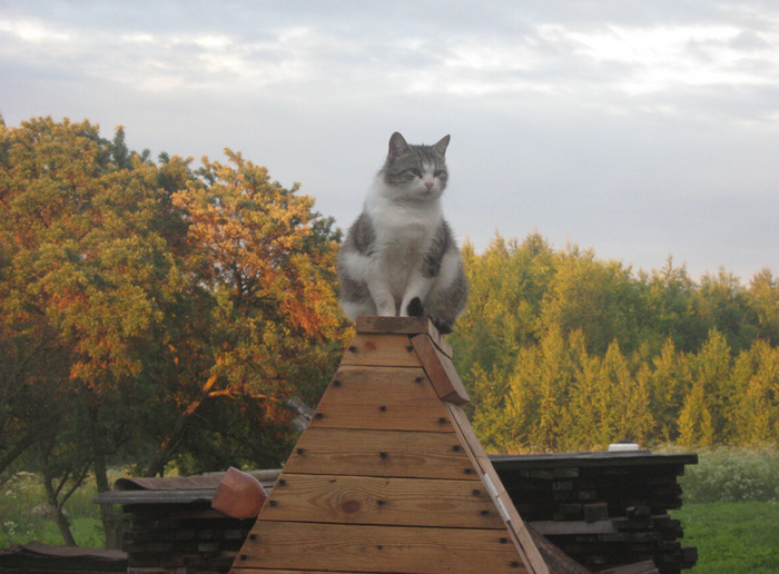 Почему кошки не едят овощи и фрукты