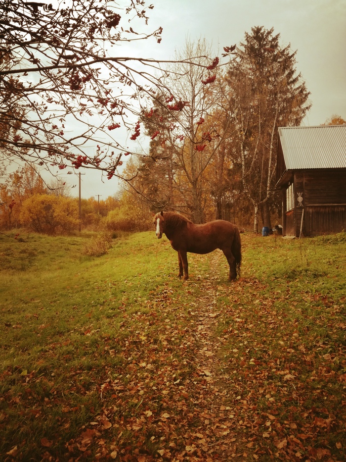 Осень в деревне