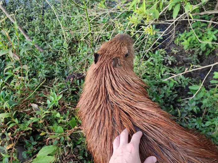 Год в Латинской Америке. Отчет. Грабежи, стрельба и агрессивные ламы Южная Америка, Латинская Америка, Перу, Аргентина, Колумбия, Парагвай, Кайман, Лама, Капибара, Игуана, Панама, Путешествия, Жизнь за границей, Длиннопост Год в Латинской Америке. Отчет. Грабежи, стрельба и агрессивные ламы Южная Америка, Латинская Америка, Перу, Аргентина, Колумбия, Парагвай, Кайман, Лама, Капибара, Игуана, Панама, Путешествия, Жизнь за границей, Длиннопост